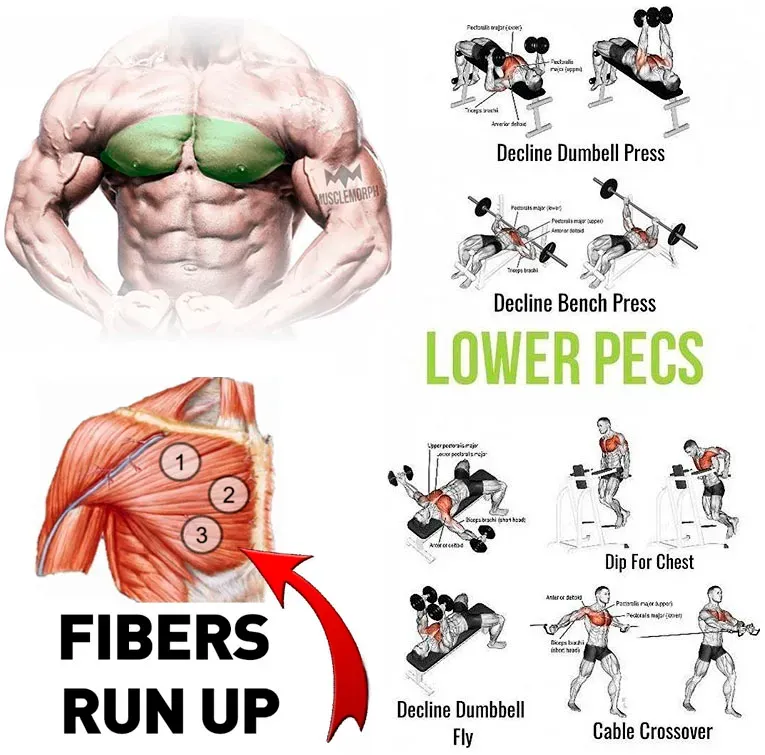 Effective lower chest workout with dumbbells at home