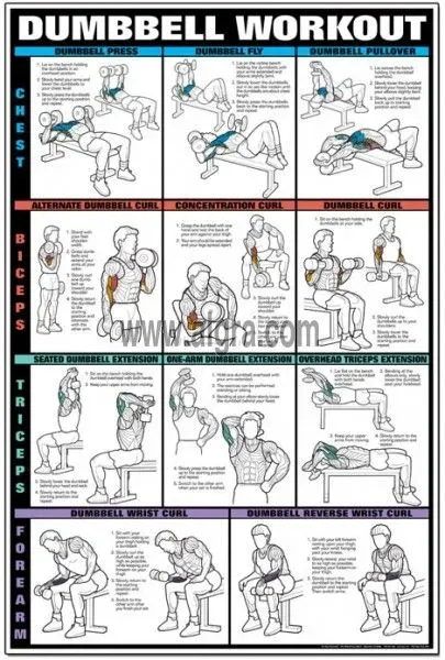 Why Pair Chest and Biceps? Understanding the PushPull Connection